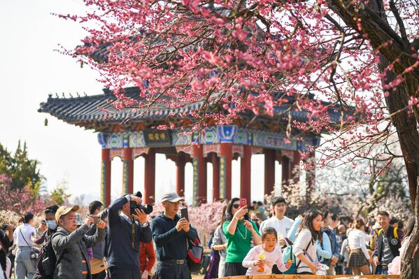 يتوافد السائحون إلى جبل ميهوا لزيارة أزهار البرقوق المتفتحة بالكامل في منطقة ضريح شياولنج الإمبراطوري ذات المناظر الخلابة - سبوتنيك عربي