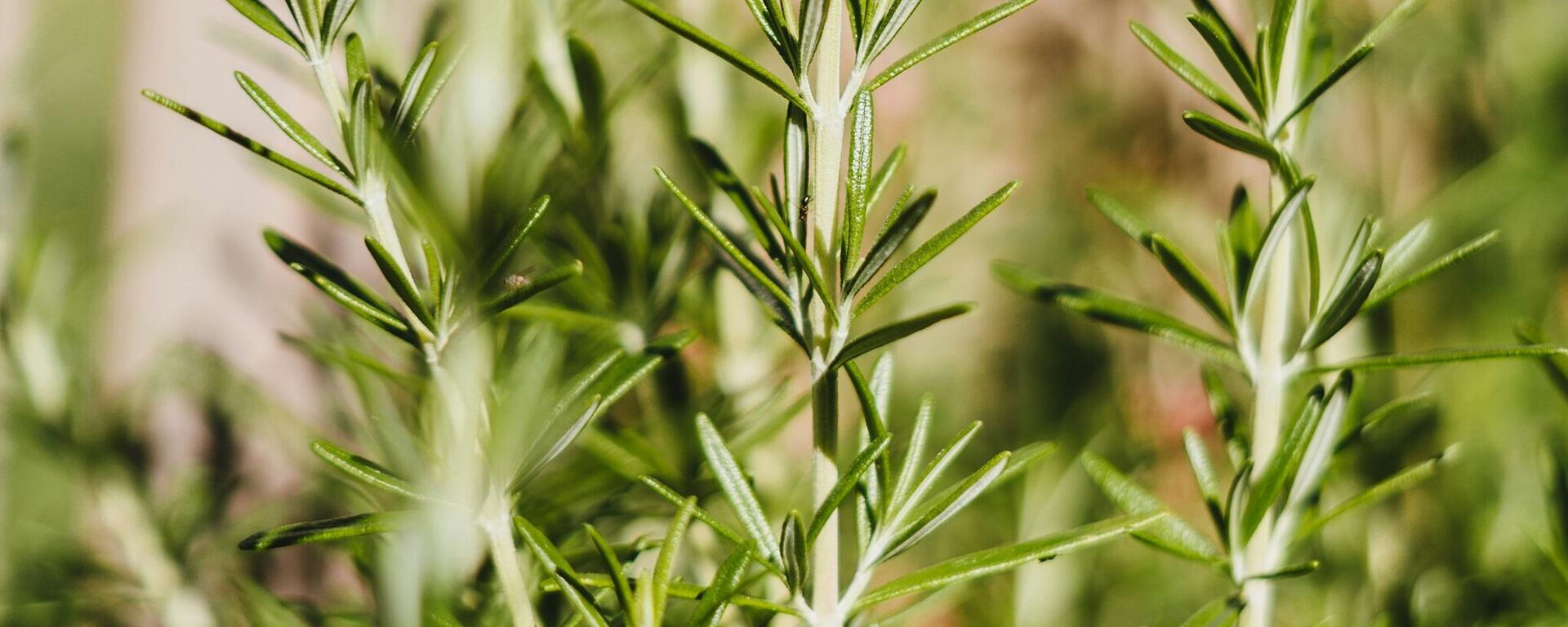 اكليل الجبل - سبوتنيك عربي, 1920, 07.03.2025