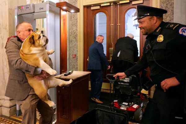 موظف يساعد في حمل كلب السيناتور الأمريكي غيم غاستيس، من نوع &quot;بولدوغ&quot; الإنجليزي في واشنطن - سبوتنيك عربي