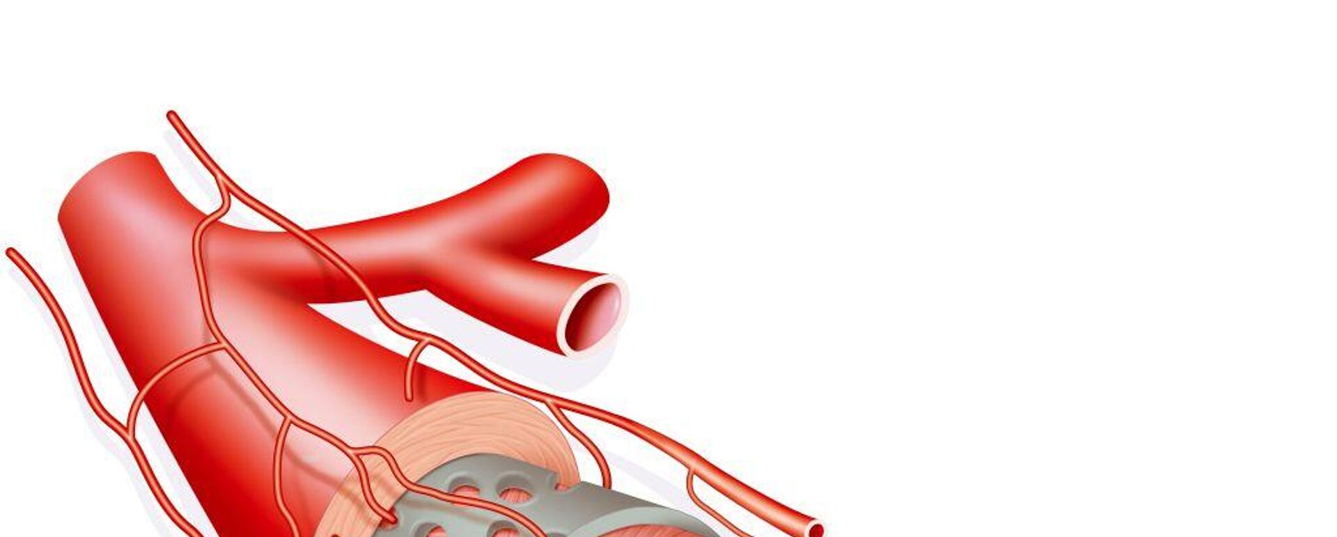 جلطة دماغية - سبوتنيك عربي, 1920, 08.03.2025