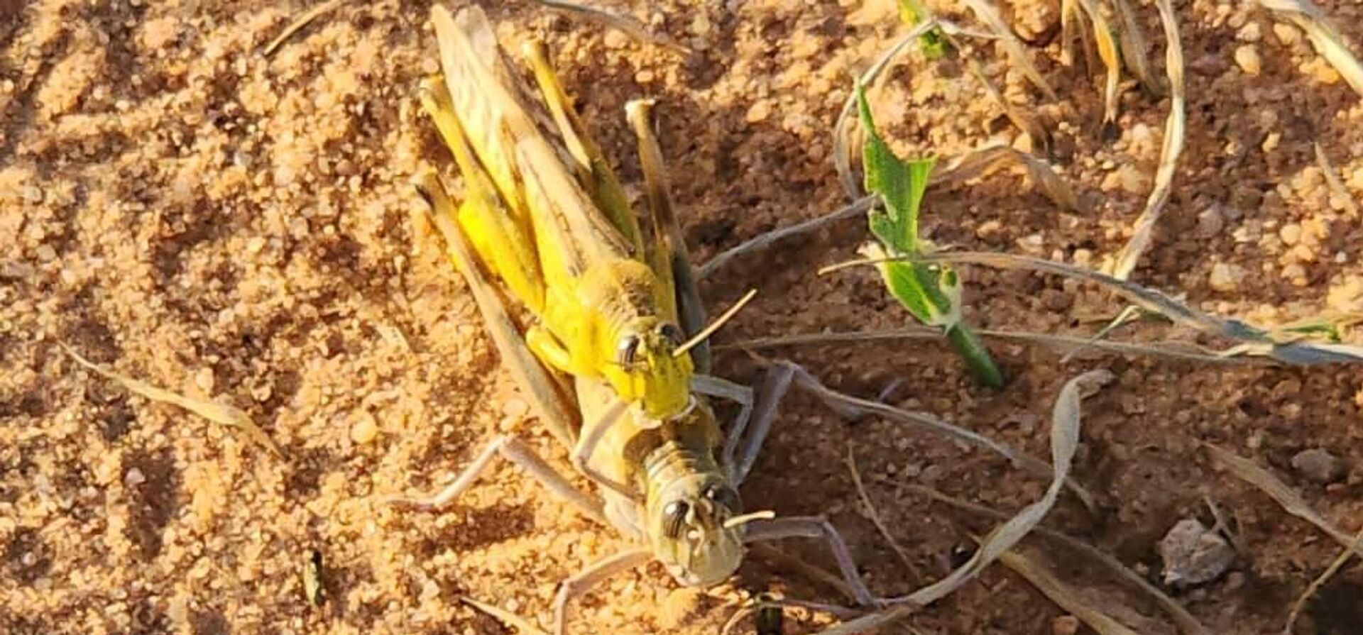  فرق المكافحة في ليبيا تخوض سباقا مع الزمن للقضاء على الجراد الصحراوي - سبوتنيك عربي, 1920, 09.03.2025
