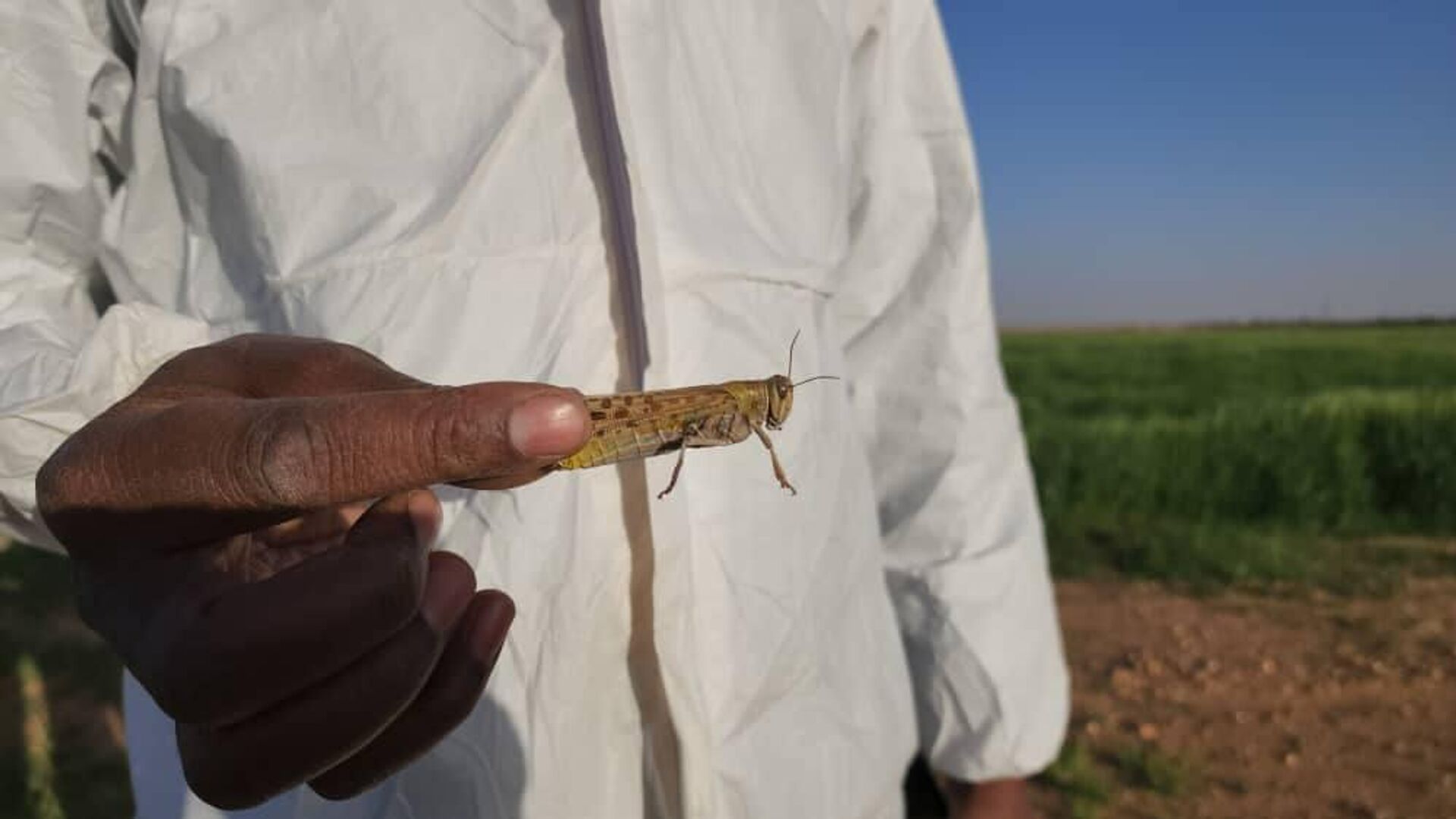  فرق المكافحة في ليبيا تخوض سباقا مع الزمن للقضاء على الجراد الصحراوي - سبوتنيك عربي, 1920, 09.03.2025