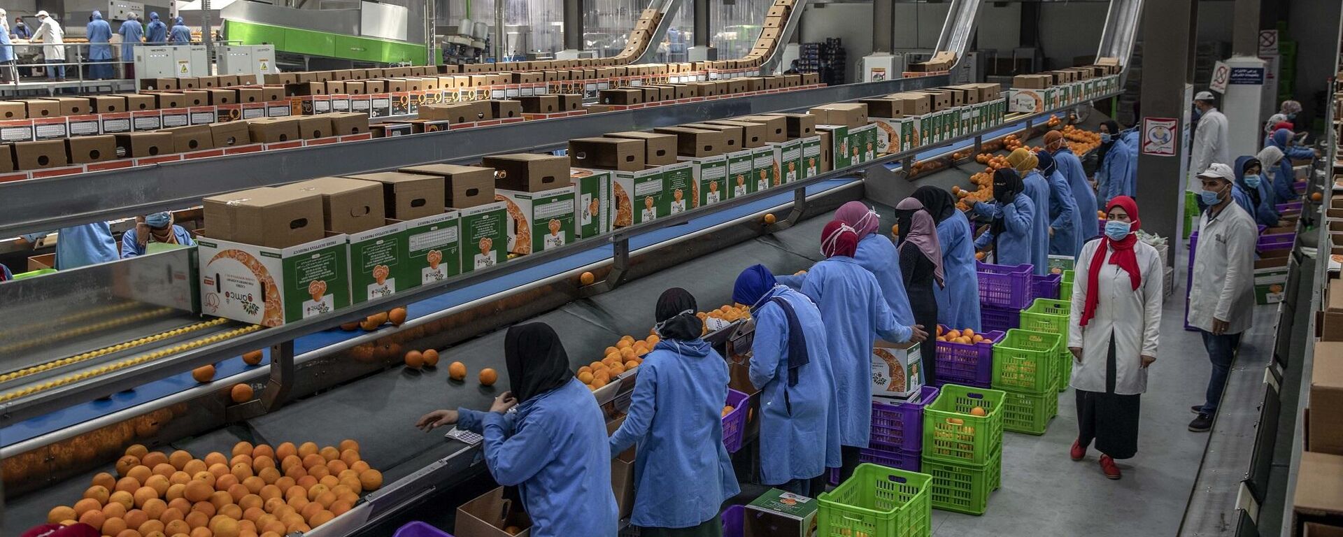 عمال في شركة تصدير فواكه مصرية - سبوتنيك عربي, 1920, 05.06.2025