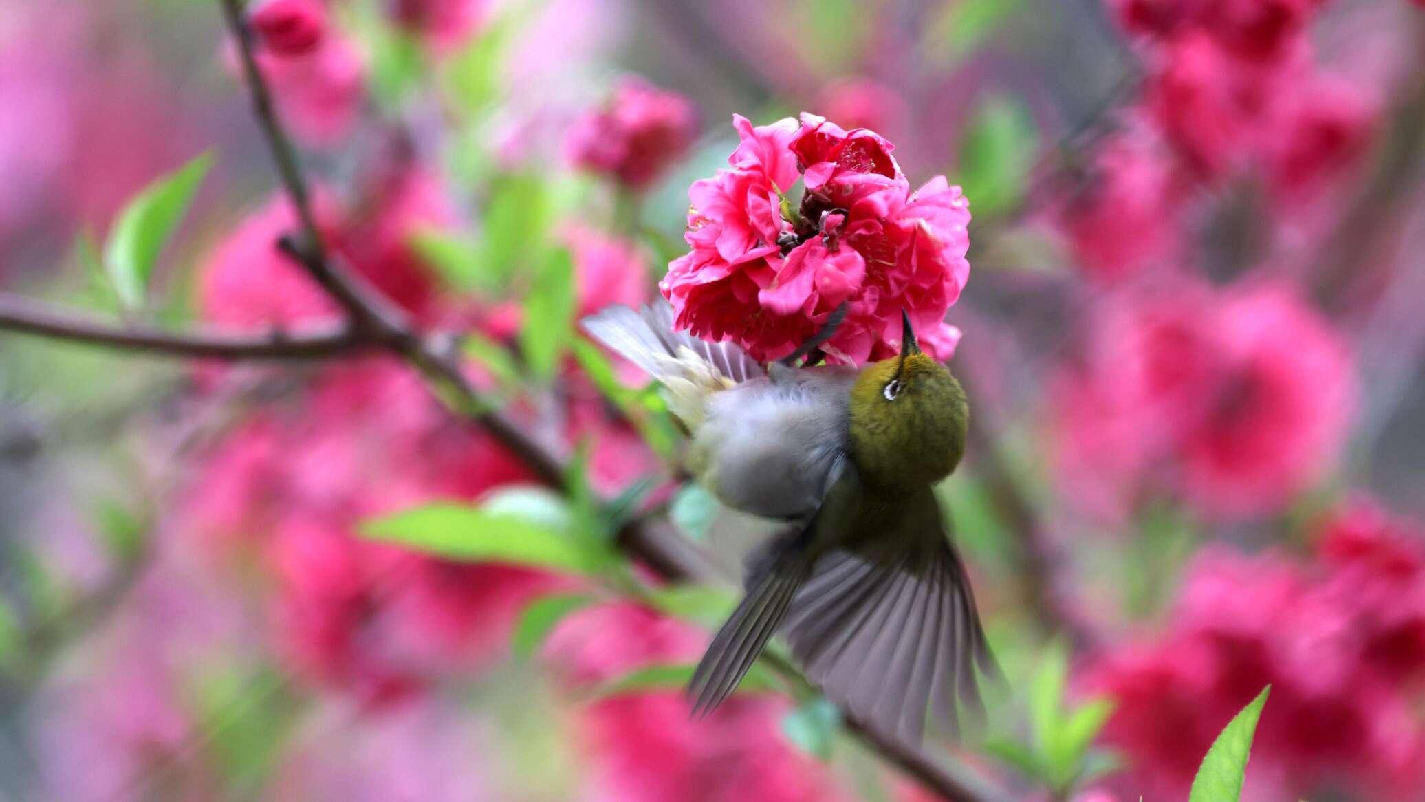 دراسة: تغريد الطيور علاج طبيعي لتحسين الحالة النفسية ومكافحة الاكتئاب