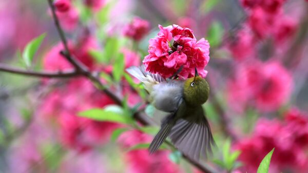 طائر يجمع العسل من أزهار الخوخ في أوج ازدهارها في متنزه في الصين - سبوتنيك عربي