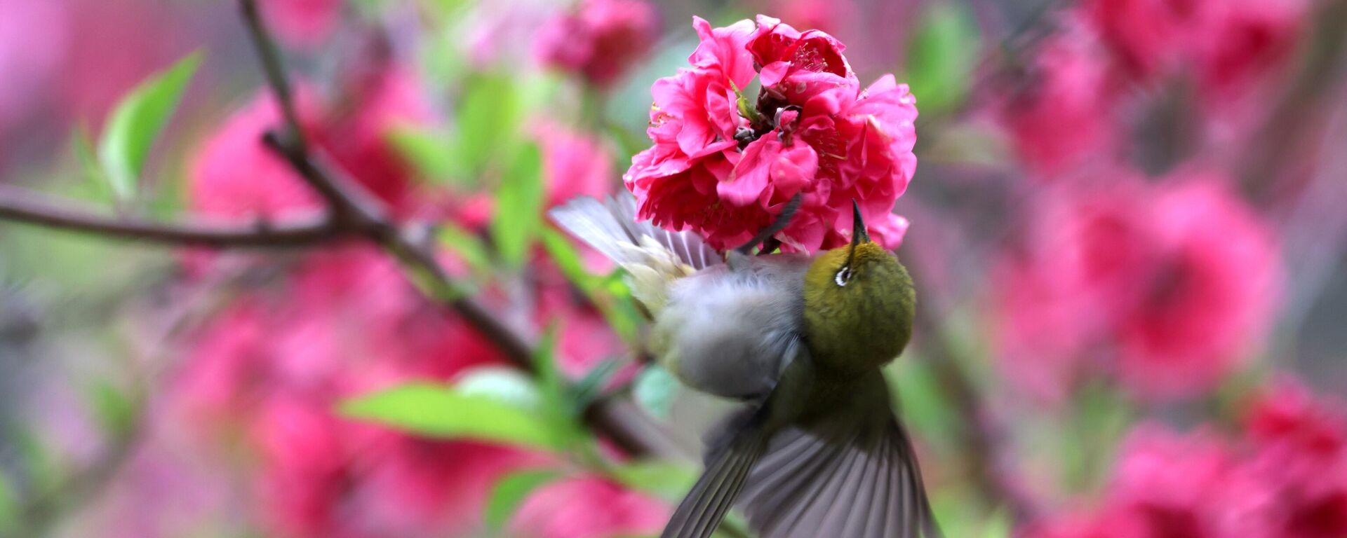 طائر يجمع العسل من أزهار الخوخ في أوج ازدهارها في متنزه في الصين - سبوتنيك عربي, 1920, 15.11.2025