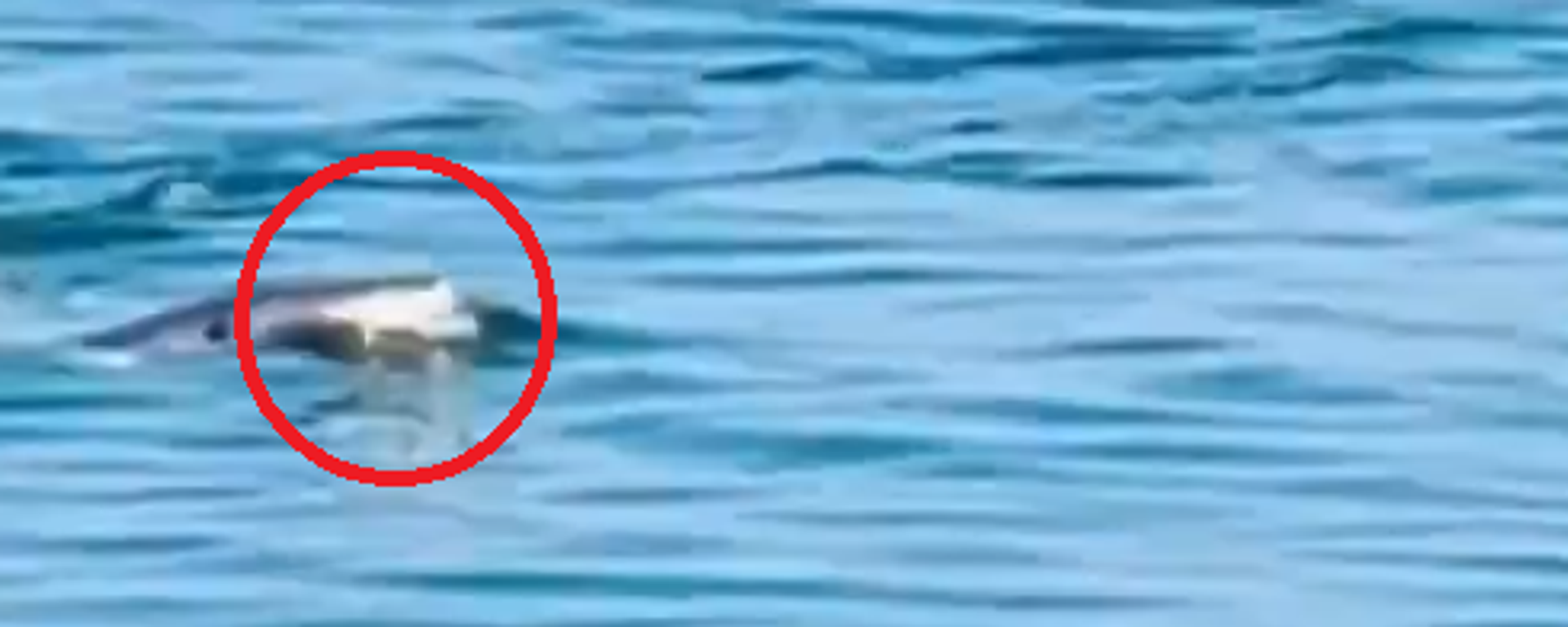 ظهور نادر لحوت القرش الأبيض يثير الخوف في تونس - سبوتنيك عربي, 1920, 12.03.2025