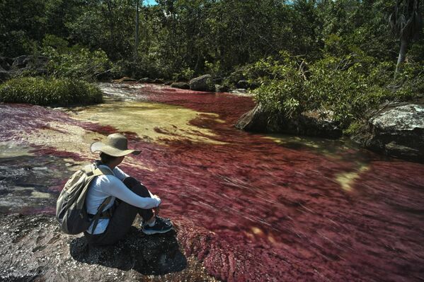 نهر كانو كريستاليس، والذي يُطلق عليه عادةً نهر الألوان الخمسة أو قوس قزح السائل، وتظهر فيه النباتات الحمراء الملونة التي تنمو في المياه العذبة والمعروفة باسم "ماكارينيا كلافيجيرا". - سبوتنيك عربي