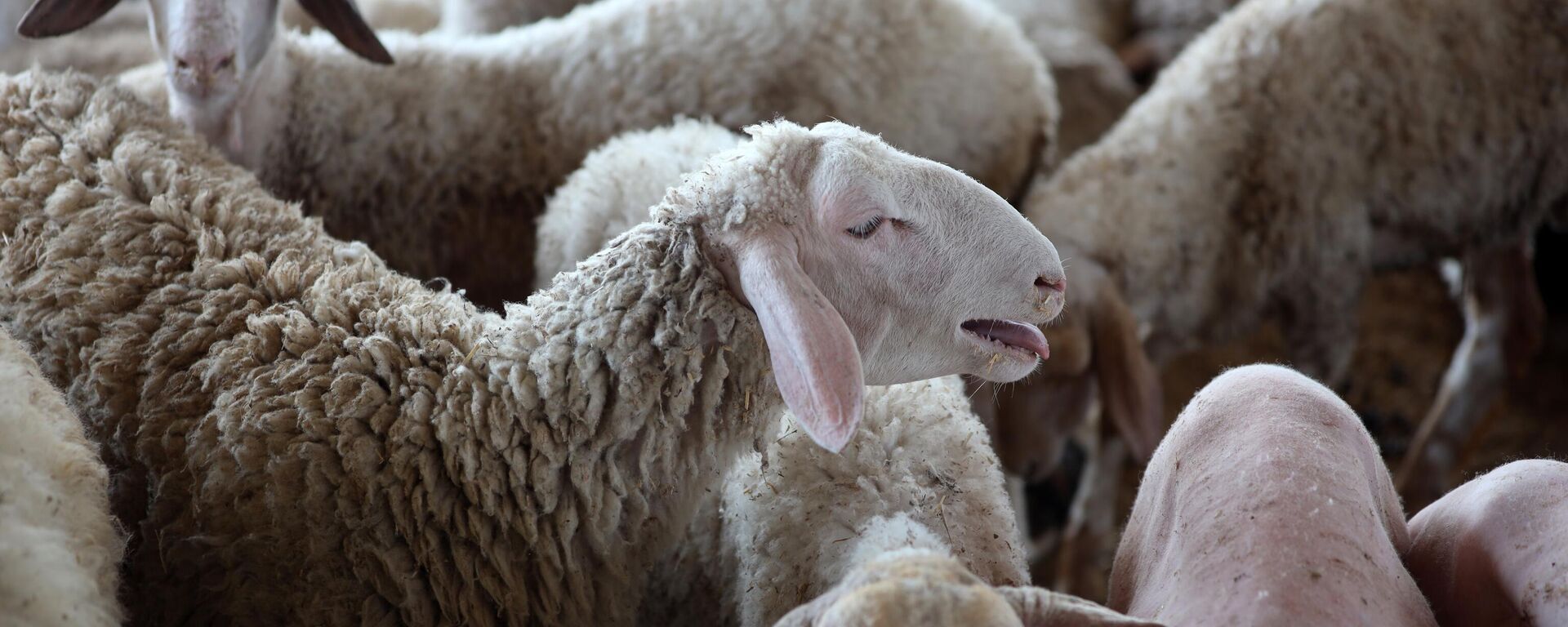 أغنامٌ في مزرعة - سبوتنيك عربي, 1920, 13.03.2025