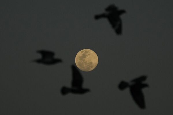 تحلق الحمامات مع شروق القمر في مدينة كيزون بالفلبين يوم الخميس 13 مارس 2025. - سبوتنيك عربي