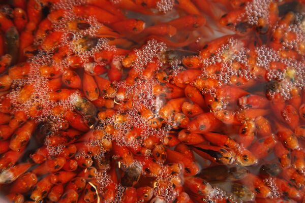 أسماك ذهبية خلال عيد النوروز في طهران، وتعد السمكة الذهبية أحد رموز النوروز في إيران، وترمز إلى الحياة والماء والبدايات الجديدة - سبوتنيك عربي