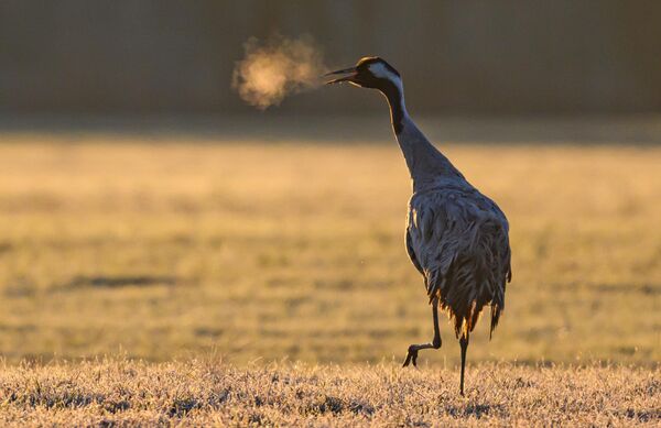 في ضوء شمس الصباح، يُمكن رؤية أنفاس طائر الكركي (Grus grus) في حقل بمنطقة أودربروخ. تحت تأثير الضغط الجوي المرتفع، يسود الربيع بشكل متزايد في برلين وبراندنبورغ. - سبوتنيك عربي