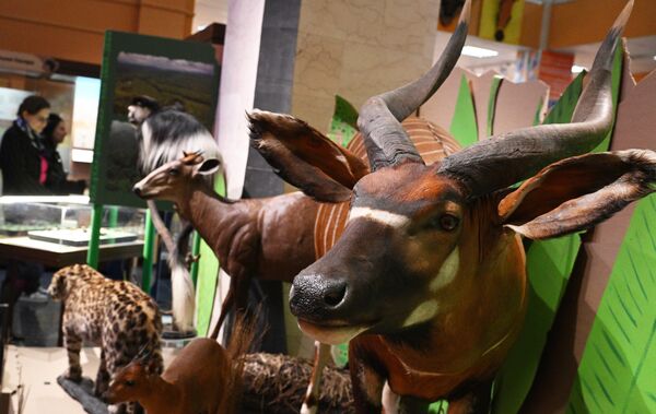 احد التحف الفنية في افتتاح معرض "القارة المظلمة، أو رحلة عبر أفريقيا المتعددة الألوان" بمتحف داروين. - سبوتنيك عربي