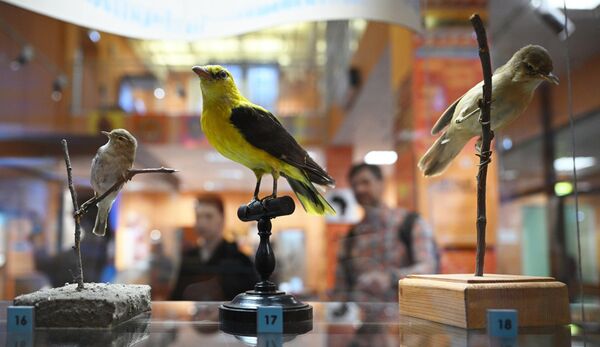 معروضات مختلفة في افتتاح معرض "القارة المظلمة، أو رحلة عبر أفريقيا المتعددة الألوان" بمتحف داروين. - سبوتنيك عربي