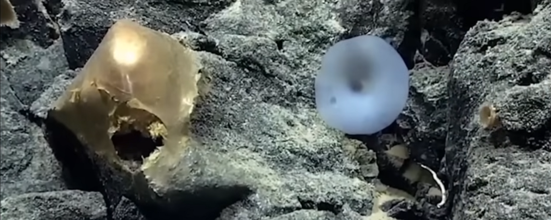 اكتشاف كرة ذهبية في قاع المحيط - سبوتنيك عربي, 1920, 24.03.2025