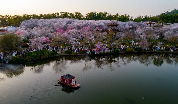 تفتح أزهار الـ&quot;ساكورا&quot; بحديقة البحيرة الشرقية في ووهان بمقاطعة هوبي الصينية - سبوتنيك عربي