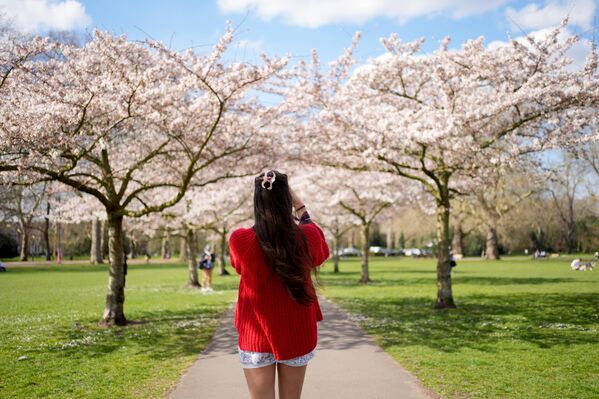 امرأة تصور أشجار أزهار الـ&quot;ساكورا&quot; (الكرز) في يوم ربيعي دافئ في حديقة &quot;باترسي&quot; في لندن - سبوتنيك عربي