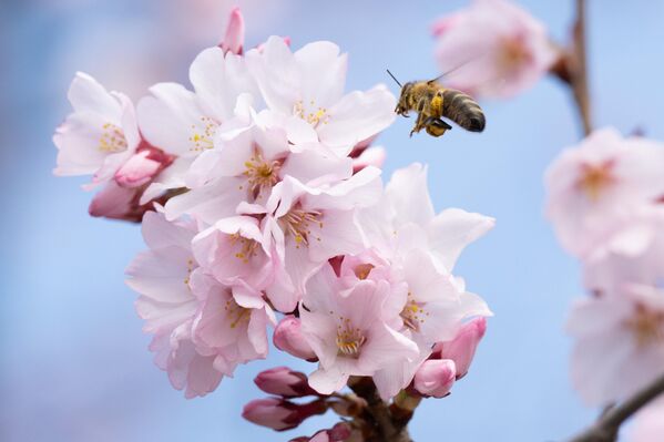 نحلة تقترب من زهرة كرز الزينة المزهرة، في دريسدن، ألمانيا - سبوتنيك عربي