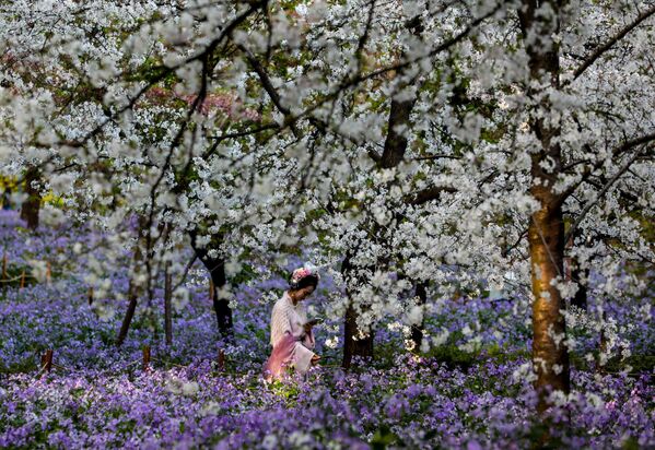 امرأة تمشي وتستمتع بأزهار الـ&quot;ساكورا&quot; بحديقة البحيرة الشرقية في ووهان بمقاطعة هوبي الصينية - سبوتنيك عربي