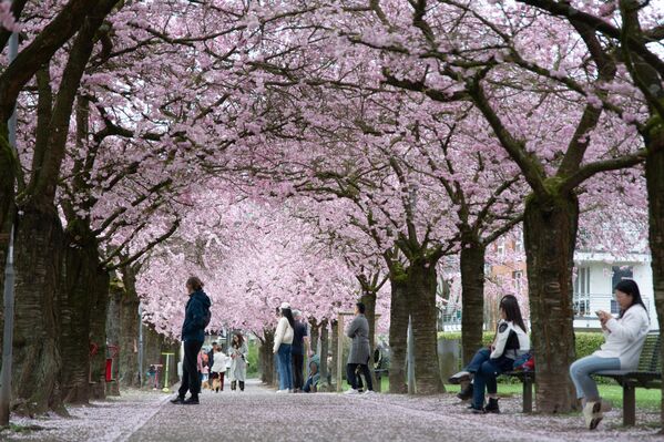 أشخاص يمشون تحت أزهار الكرز المتفتحة في حديقة &quot;شتاتبارك&quot; في كارست، ألمانيا - سبوتنيك عربي