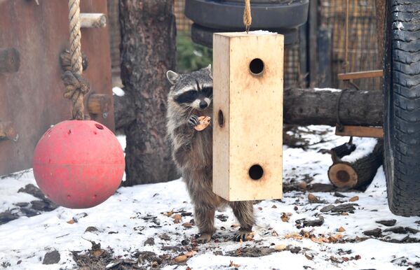 صورة لحيوان الراكون في حديقة حيوان موسكو. - سبوتنيك عربي
