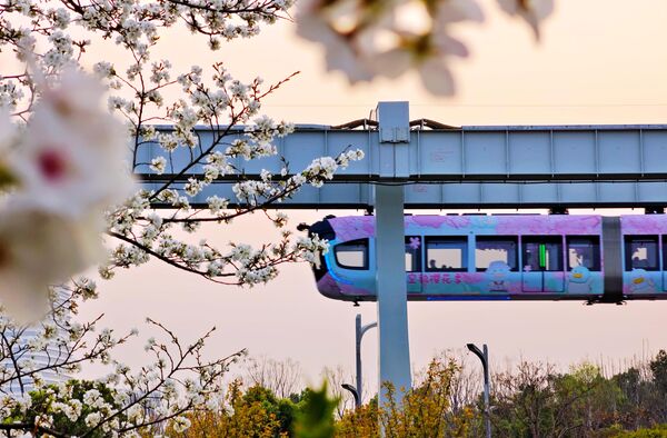 صورة لقطار المونوريل المعلق على طول أزهار الكرز المزهرة في الربيع في ووهان، الصين. - سبوتنيك عربي