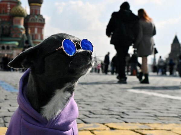 صورة لكلب شيواوا في الساحة الحمراء في موسكو، روسيا. - سبوتنيك عربي