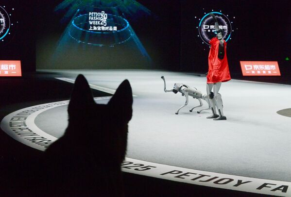 روبوت بشري يمشي مع كلب روبوتي رباعي الأرجل على منصة لعرض الأزياء، خلال أسبوع أزياء "بيتجوي-2025" في مركز أزياء شنغهاي، الصين. - سبوتنيك عربي