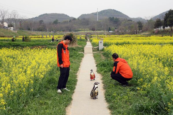 طيور بطريق "هومبولت" ترتدي أزياء تانغ الصينية التقليدية، تتجول وتستمتع بأزهار بذور اللفت في قرية نانجينغ، مقاطعة جيانغسو، الصين. - سبوتنيك عربي