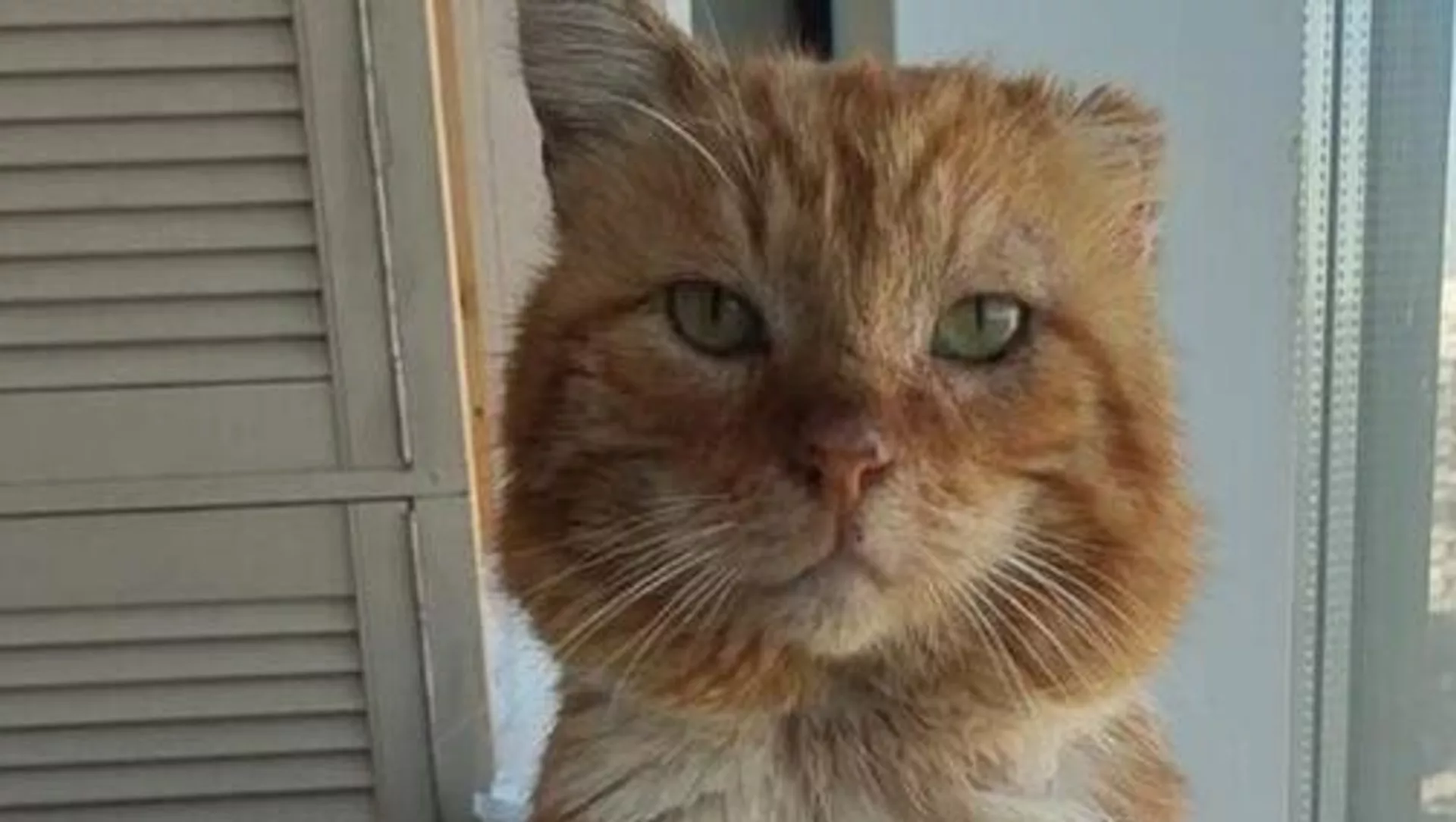 صورة قط - سبوتنيك عربي, 1920, 05.04.2025