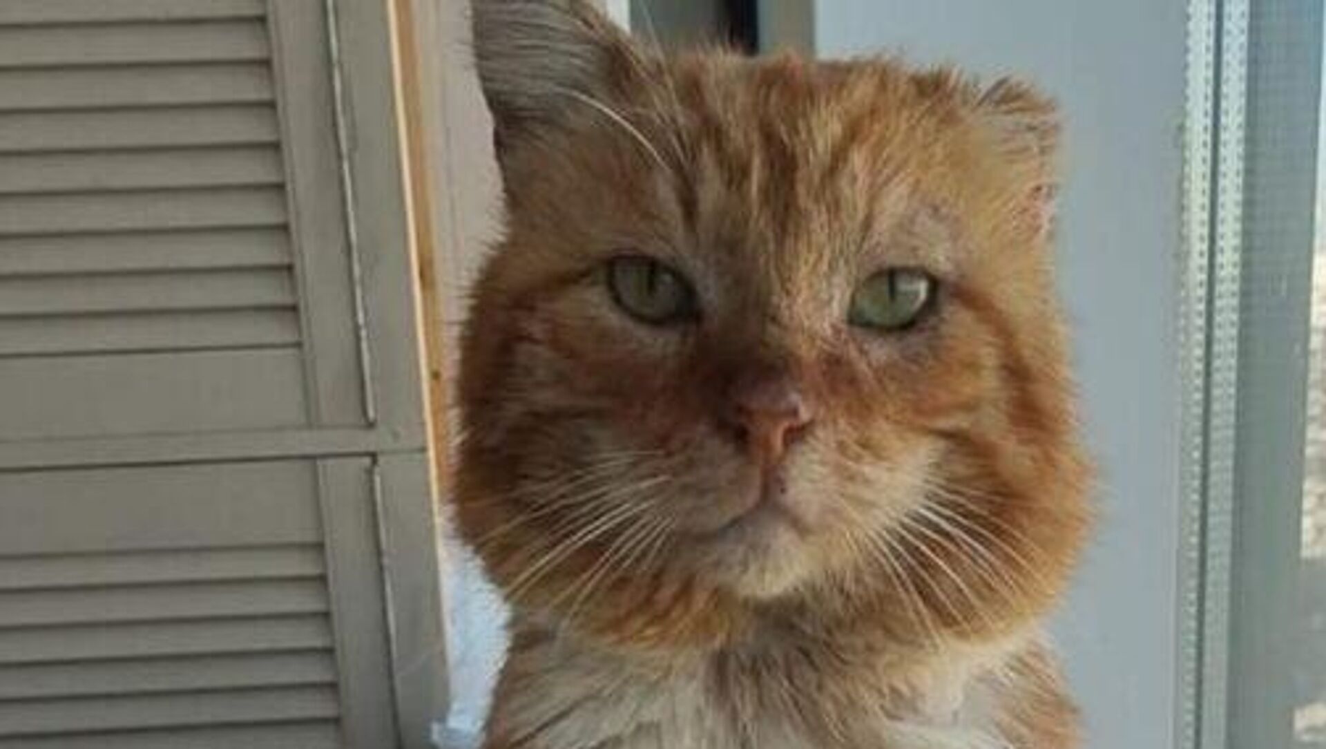 صورة قط صورة قط - سبوتنيك عربي, 1920, 05.04.2025