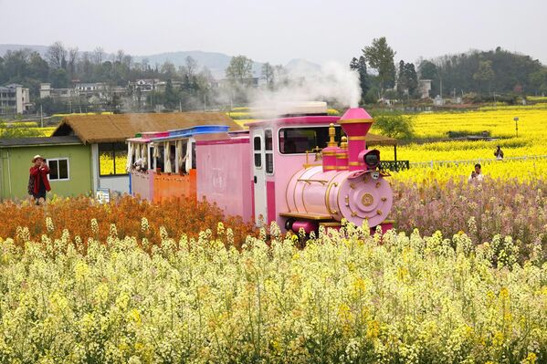 القطار السياحي يجوب حقول أزهار السلجم الملونة في أنشون، مقاطعة قويتشو، الصين - سبوتنيك عربي