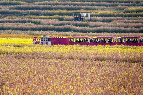 القطار الوردي  في مقاطعة قويتشو الصين في فصل الربيع يمر عبر حقل مزهر  - سبوتنيك عربي