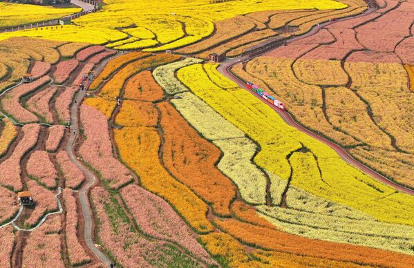 القطار الوردي  في مقاطعة قويتشو الصين في فصل الربيع يمر عبر حقل مزهر  - سبوتنيك عربي