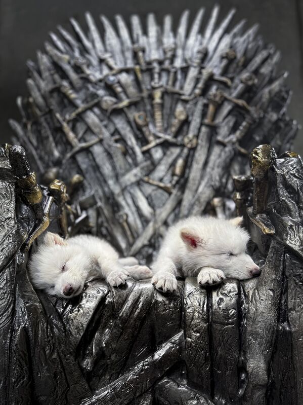 جرو ذئب رهيب يُدعى رومولوس، وريموس، على العرش الحديدي من سلسلة "صراع العروش"، حيث أعلنت شركة "كولوسال بيوساينسز"، الشركة الوحيدة في العالم المتخصصة في إحياء الأنواع المنقرضة، عن إعادة إحياء ذئب رهيب كان منقرضًا، ليصبح بذلك أول حيوان يُعاد إحياؤه بنجاح في العالم، وكان الذئب الرهيب، الذي يُعتقد على نطاق واسع أنه مخلوق أسطوري اشتهر من مسلسل "صراع العروش"، وهو من فصيلة الكلاب الأمريكية التي انقرضت منذ أكثر من 12,500 عام. - سبوتنيك عربي