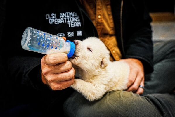 جرو ذئب رهيب عمره 15 يومًا، حيث أعلنت شركة "كولوسال بيوساينسز"، الشركة الوحيدة في العالم المتخصصة في إحياء الأنواع المنقرضة، عن إعادة إحياء ذئب رهيب كان منقرضًا. - سبوتنيك عربي