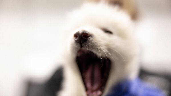 جرو ذئب رهيب اسمه خاليسي، عمره شهرين، حيث أعلنت شركة "كولوسال بيوساينسز"، الشركة الوحيدة في العالم المتخصصة في إحياء الأنواع المنقرضة، عن إعادة إحياء ذئب رهيب كان منقرضًا. - سبوتنيك عربي