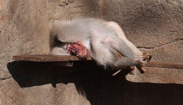 صورة لقرد البابون وقد ولدت أول صغارها، في حظيرة حديقة حيوان هاغينبيك. - سبوتنيك عربي