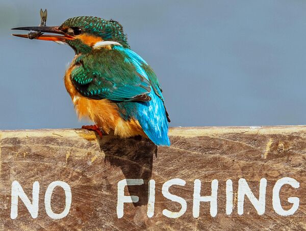 طائر يقف فوق لافتة "ممنوع الصيد" وفي منقاره سمكة طازجة في حديقة تيديسلي في ستافوردشاير، المملكة المتحدة. - سبوتنيك عربي