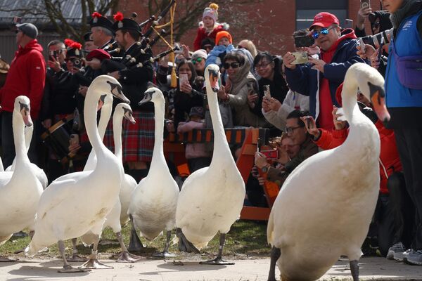 يصطف الناس في الشوارع لإلقاء نظرة خاطفة على البجع أثناء سيره على طول الطريق خلال مسيرته السنوية إلى نهر آفون في كندا - سبوتنيك عربي