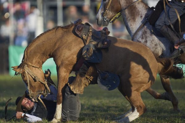 سقوط غاوتشو من على حصانه خلال مهرجان كريولا ويك للروديو في مونتيفيديو، أوروغواي - سبوتنيك عربي