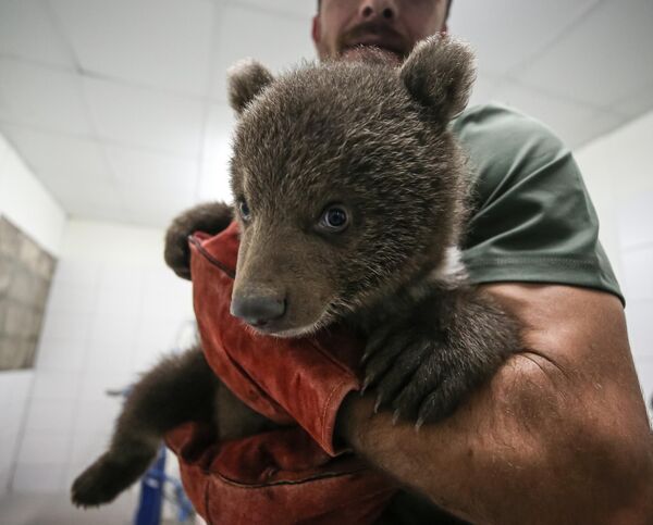 يتم رعاية شبلين من الدببة، عثر عليهما مواطنون في منطقتي كارابوك وبينجول في ينيجه، بعناية في مركز جلال أكار لإنقاذ وإعادة تأهيل الحياة البرية في بورصة - سبوتنيك عربي