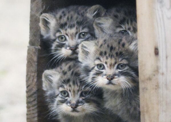 قطط بالاس الصغيرة في الحظيرة الصيفية في نوفوسيبيرسك، روسيا - سبوتنيك عربي