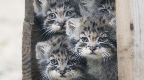 قطط بالاس الصغيرة في الحظيرة الصيفية في نوفوسيبيرسك، روسيا - سبوتنيك عربي