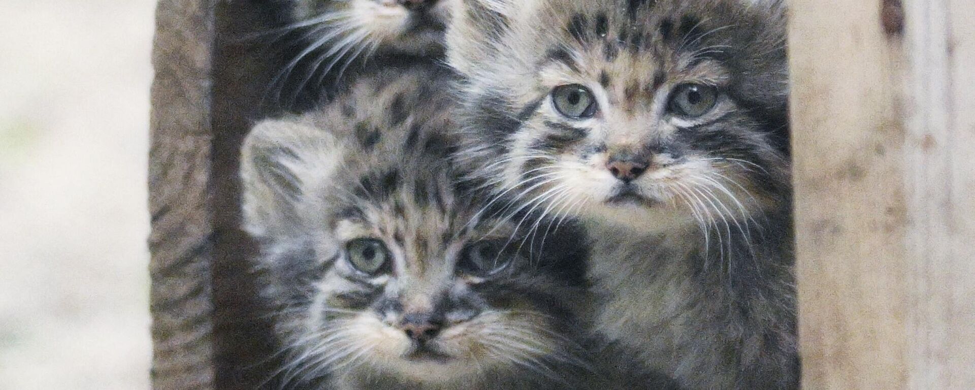 قطط بالاس الصغيرة في الحظيرة الصيفية في نوفوسيبيرسك، روسيا - سبوتنيك عربي, 1920, 02.12.2025