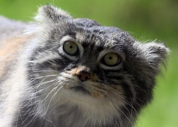 قطة بالاس في حديقة الحيوانات، موسكو، روسيا - سبوتنيك عربي