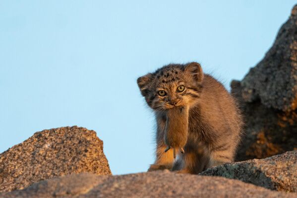 قطة بالاس صغيرة تحمل قارضًا في فمها، منغوليا - سبوتنيك عربي