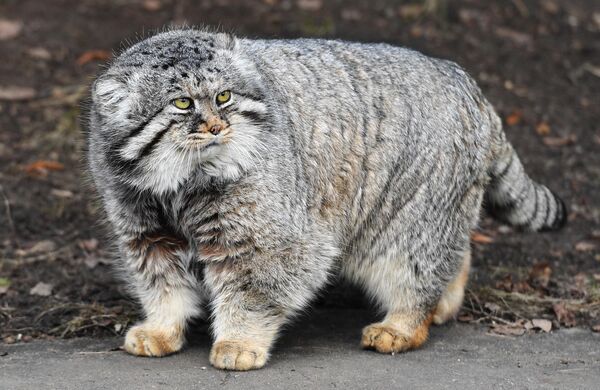 قطة بالاس في حديقة الحيوانات، موسكو، روسيا - سبوتنيك عربي