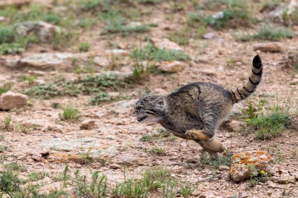 قطة بالاس الصغيرة وهي تركض، في منغوليا  - سبوتنيك عربي