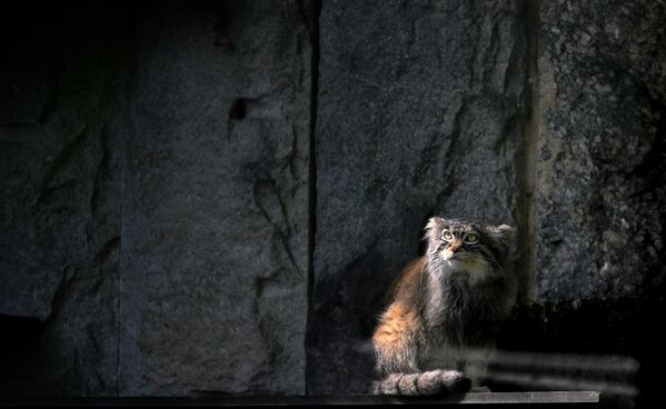 قطة بالاس في حظيرة حديقة الحيوانات في موسكو، روسيا - سبوتنيك عربي